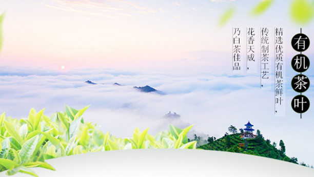 五峰芽毛尖 三峡特产 雨前特级 散装500g 2016年新 云雾绿茶